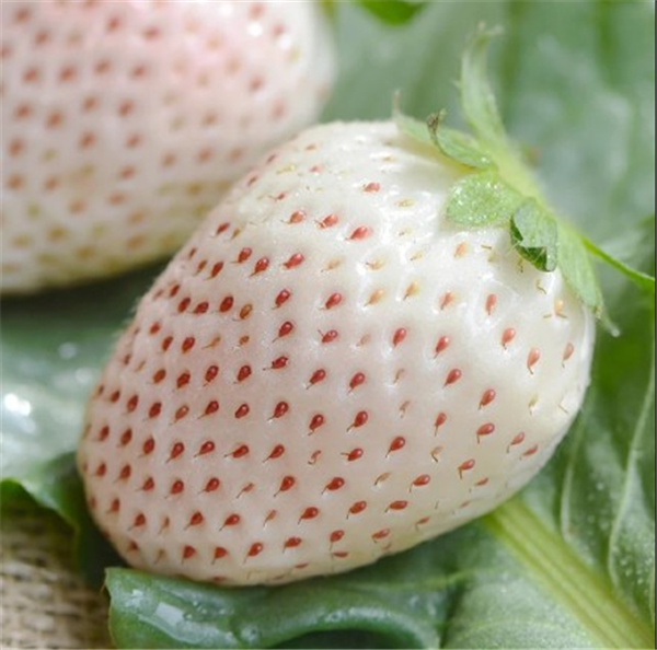 菠蘿莓好吃嗎 菠蘿莓又香又甜還有柑橘清香