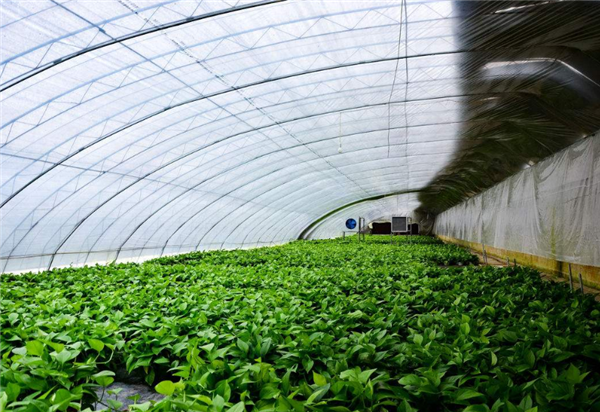 菠蘿莓什么時候種 菠蘿莓種植的方法