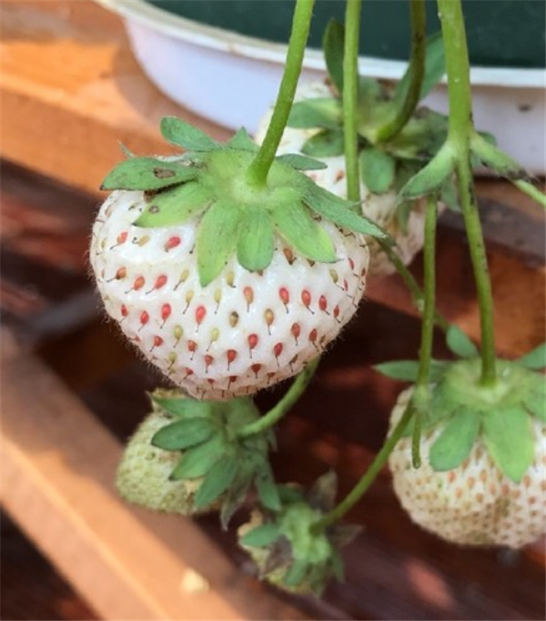 菠蘿莓什么時候種 菠蘿莓種植的方法