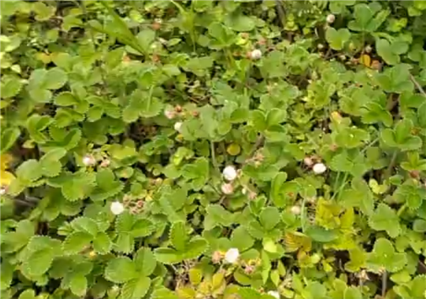 菠蘿莓什么時候種 菠蘿莓種植的方法