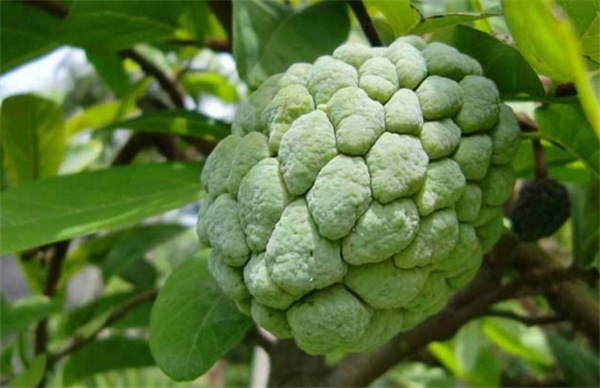 釋迦果切開(kāi)沒(méi)熟怎么辦，沒(méi)熟的釋迦果這樣保存
