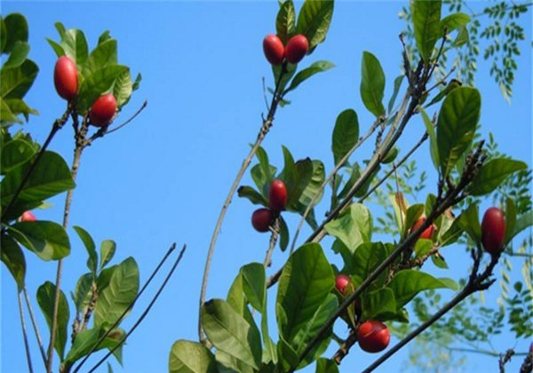 神秘果種植條件,選園地控溫濕很重要