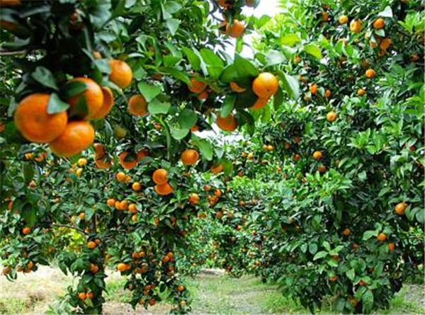 砂糖橘幾月開花結果 砂糖橘開花結果圖片 砂糖橘的食用小技巧