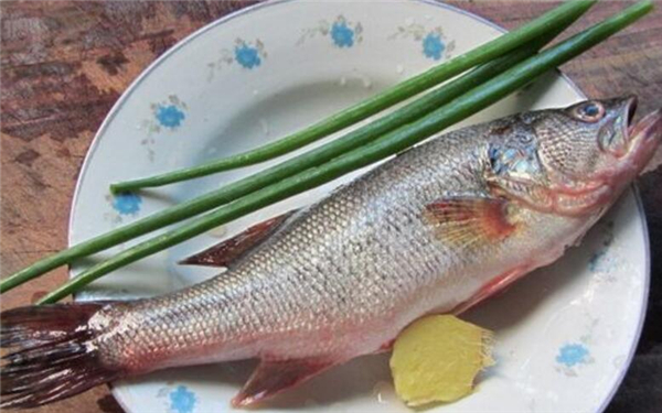 鱸魚多少錢一斤，2019年鱸魚價格預估