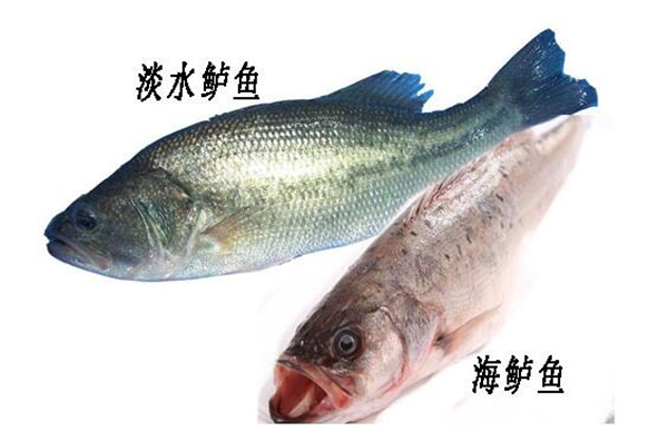鱸魚多少錢一斤，2019年鱸魚價格預估