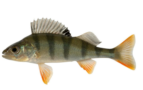 鱸魚是海魚嗎，鱸魚有海魚的品種