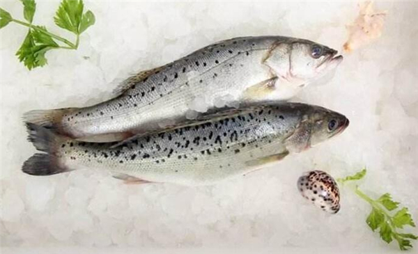 鱸魚是海魚嗎，鱸魚有海魚的品種