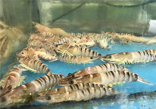 基圍蝦是海蝦還是河蝦,基圍蝦是養殖的海蝦
