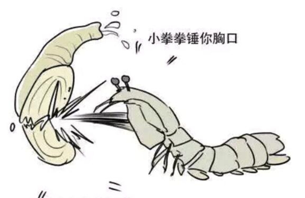 皮皮蝦名字的由來(lái)，皮皮蝦原來(lái)是網(wǎng)紅藝名