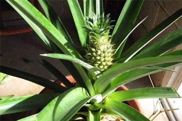 菠蘿怎么過冬，菠蘿過冬的最低氣溫(菠蘿過冬管理)