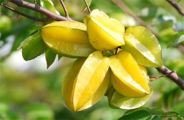 廣西特產(chǎn)水果都有哪些，廣西特產(chǎn)水果圖片大全