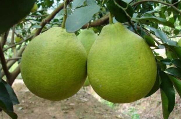 廣西特產(chǎn)水果都有哪些，廣西特產(chǎn)水果圖片大全
