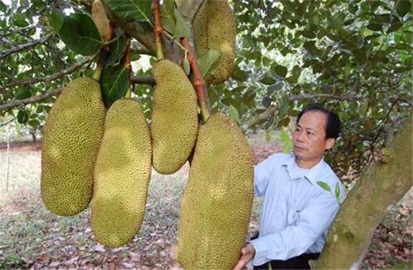 廣西特產(chǎn)水果都有哪些，廣西特產(chǎn)水果圖片大全