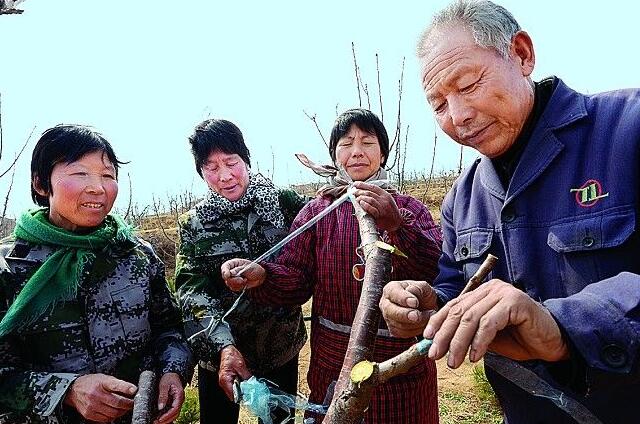 櫻桃樹種下幾年能長櫻桃(3-6年結果)，櫻桃樹種怎么種能出得快