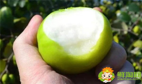 青棗可以減肥嗎，牛奶青棗的營養價值