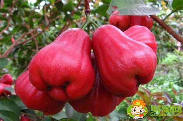 蓮霧產(chǎn)地在哪里，蓮霧產(chǎn)地有哪些地方