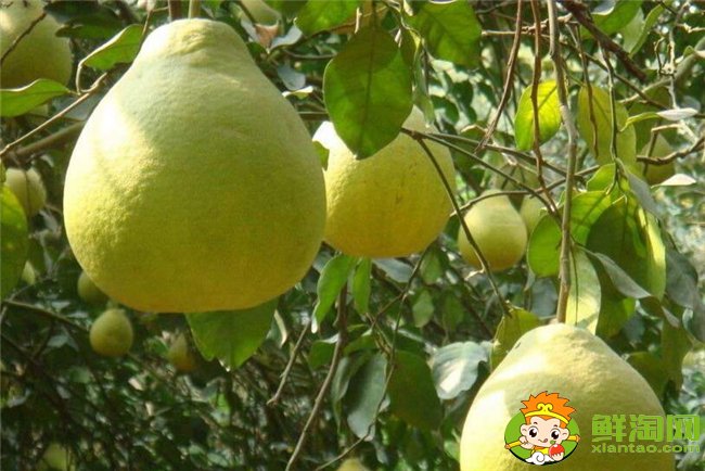 柚子在什么季節(jié)成熟最甜，不同柚子成熟的季節(jié)是幾月（7種）