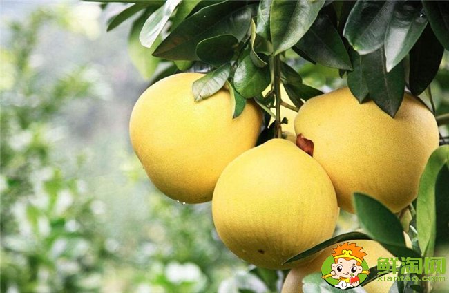 柚子在什么季節(jié)成熟最甜，不同柚子成熟的季節(jié)是幾月（7種）