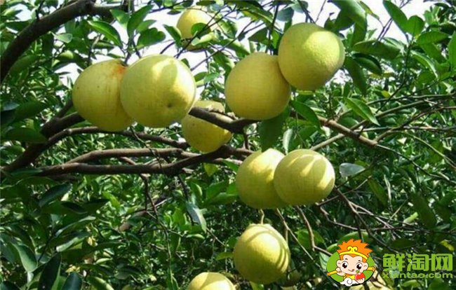 柚子在什么季節(jié)成熟最甜，不同柚子成熟的季節(jié)是幾月（7種）