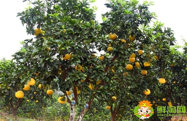 柚子在什么季節(jié)成熟最甜,不同柚子成熟的季節(jié)是幾月(7種)