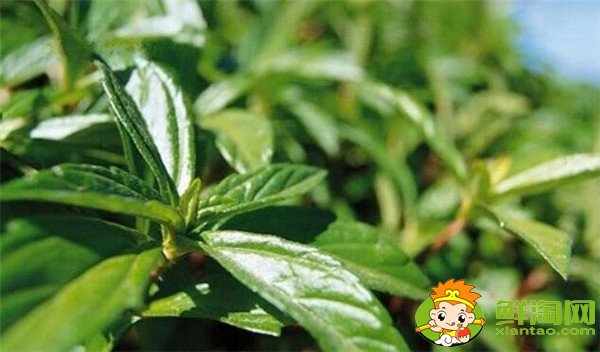 枇杷葉的功效與作用，枇杷葉怎么煮水止咳