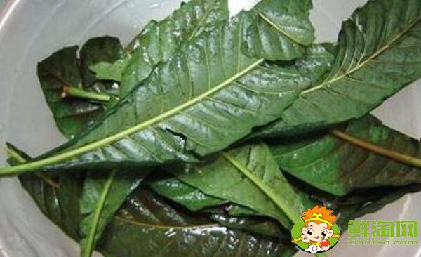 枇杷葉的功效與作用，枇杷葉怎么煮水止咳
