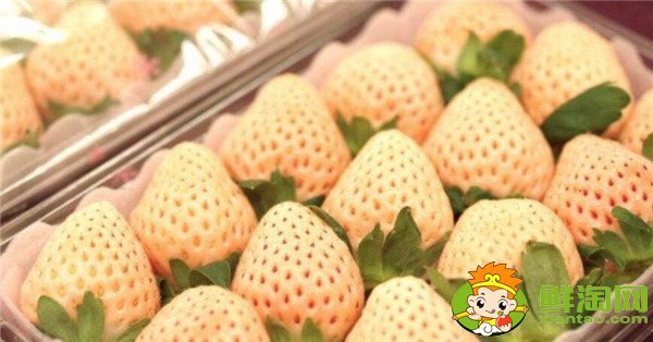 菠蘿莓多少錢一斤，菠蘿莓和白草莓的區別