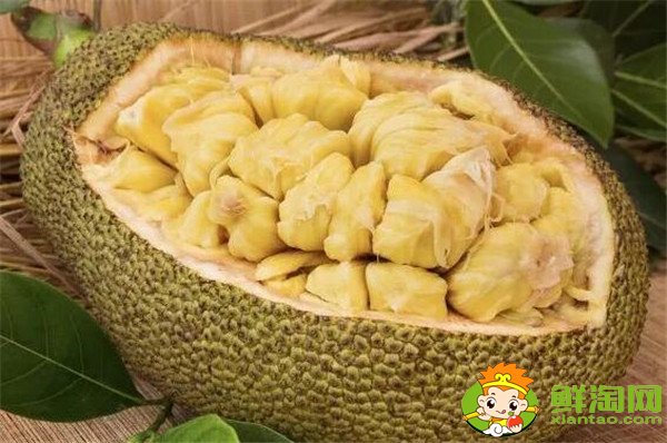 菠蘿和菠蘿蜜的關(guān)系，菠蘿和菠蘿蜜的區(qū)別