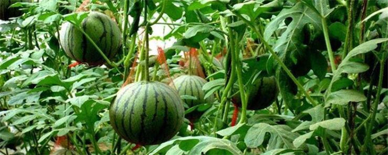西瓜種植方法與時間