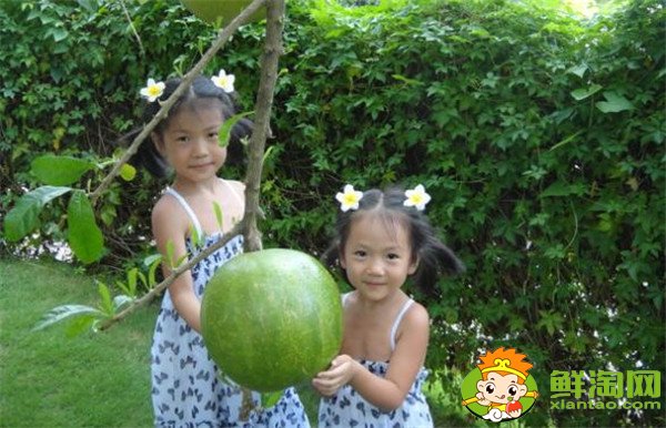 鐵西瓜能吃嗎，鐵西瓜有什么作用