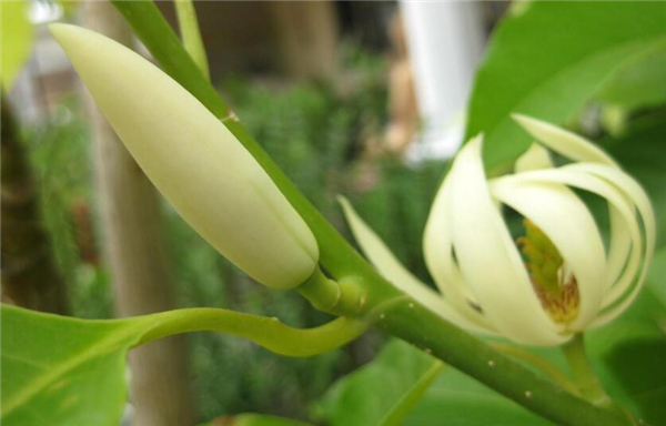 花茶有哪些