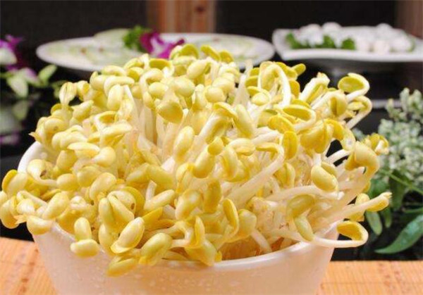 黃豆芽怎么發最快又好，黃豆芽怎么發