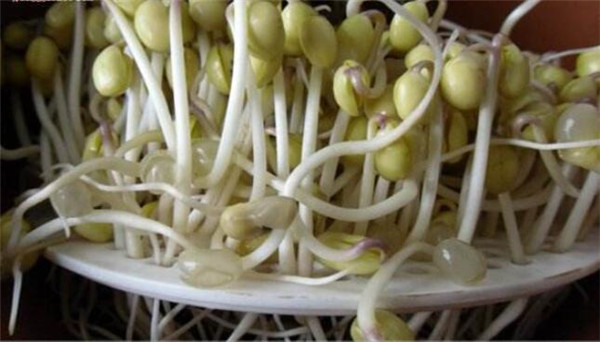 黃豆芽怎么發最快又好，黃豆芽怎么發