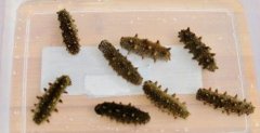 海參怎么泡發(fā)，干海參怎么泡發(fā)最好