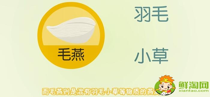 燕窩是怎么形成的