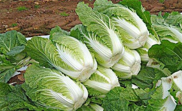 白菜屬于什么科