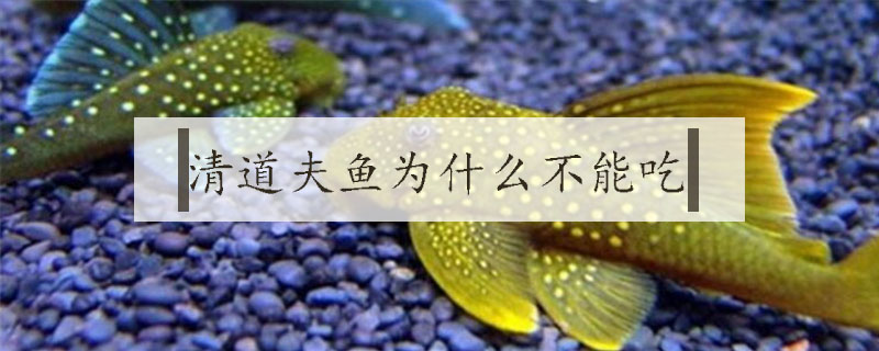 清道夫魚(yú)為什么不能吃