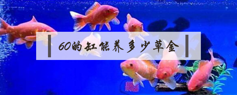 60的缸能養(yǎng)多少草金