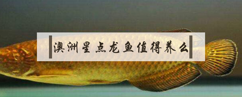 澳洲星點龍魚值得養(yǎng)么