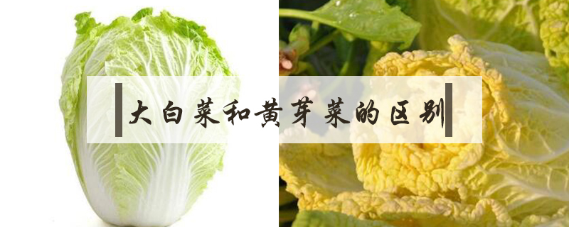 大白菜和黃芽菜的區別
