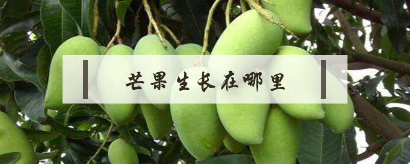芒果生長(zhǎng)在哪里