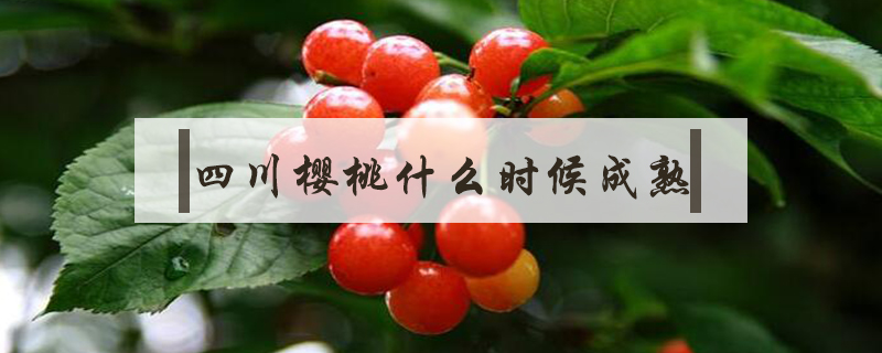 四川櫻桃什么時(shí)候成熟