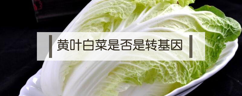 黃葉白菜是否是轉(zhuǎn)基因