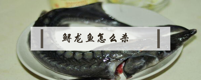 鱘龍魚怎么殺