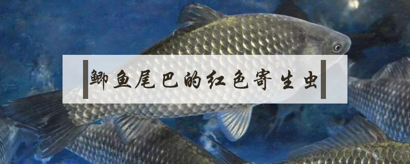 鯽魚尾巴的紅色寄生蟲