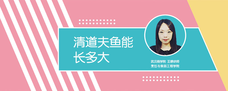 清道夫魚能長多大