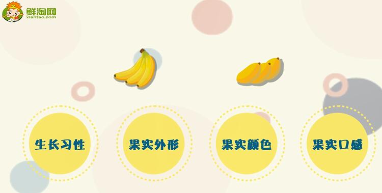 芭蕉和香蕉的區(qū)別