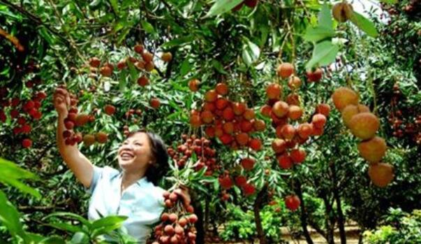 白糖罌荔枝現在打什么藥最好，白糖罌荔枝管理新技術