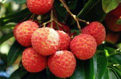 荔枝上火會(huì)有哪些表現(xiàn)，荔枝干一天吃幾個(gè)