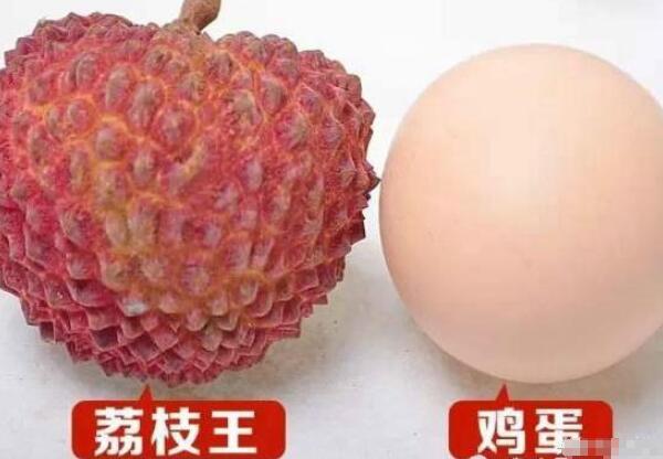 世界上最大的荔枝樹有多大，中國最古老的荔枝樹在哪里